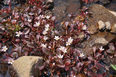 Claytonia nevadensis, photographed by Matt Berger