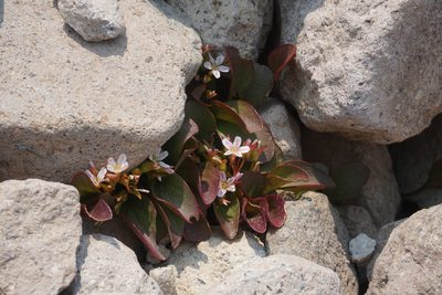 Claytonia nevadensis, photographed by Matt Berger