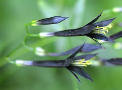 Lisianthius nigrescens, photographed by Neptalí Ramírez Marcial