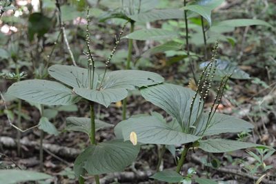 Spigelia splendens, photographed by Neptalí Ramírez Marcial