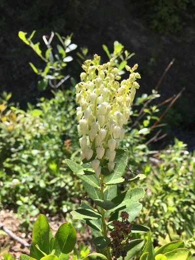 Leucothoe davisiae, photographed by Matt Berger