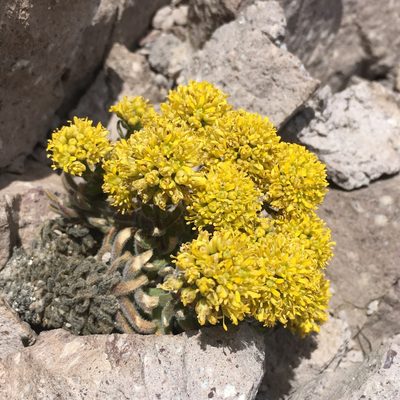 Draba aureola, photographed by Matt Berger