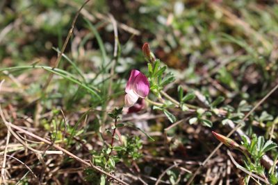 Ononis cristata, photographed by Fabien Piednoir