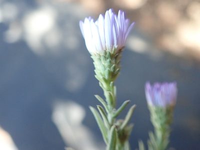 Symphyotrichum defoliatum, photographed by Millie Basden