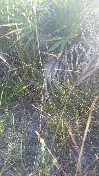 Eragrostis refracta, photographed by Jay Horn