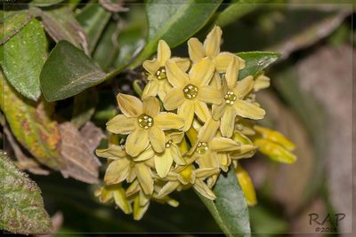 Cestrum euanthes, photographed by RAP