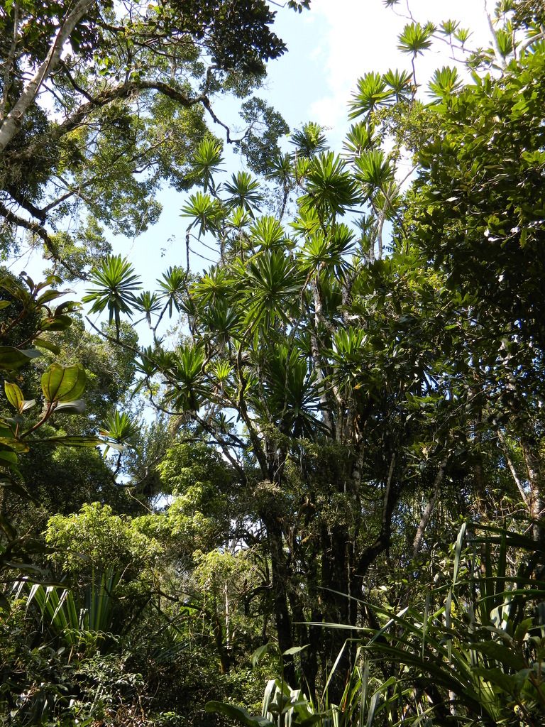 Dracaena xiphophylla, photographed by Louis Imbeau