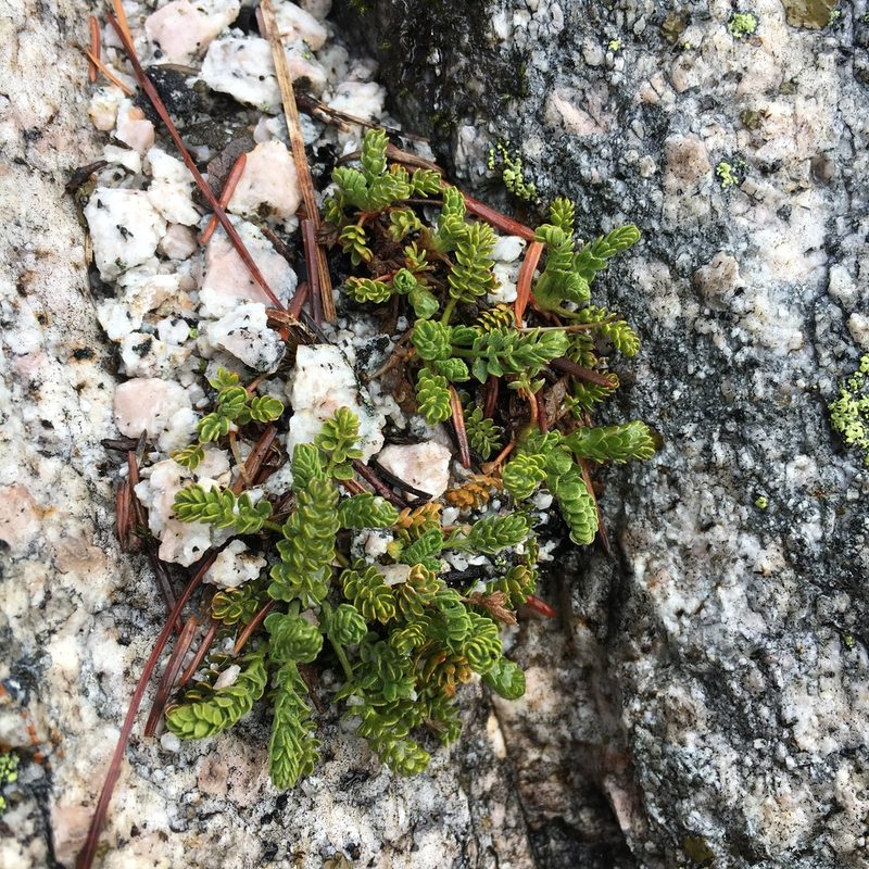 Potentilla longibracteata, photographed by Matt Berger