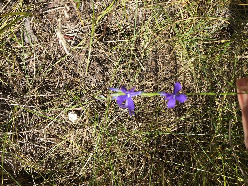 Lobelia anatina, photographed by htasoff