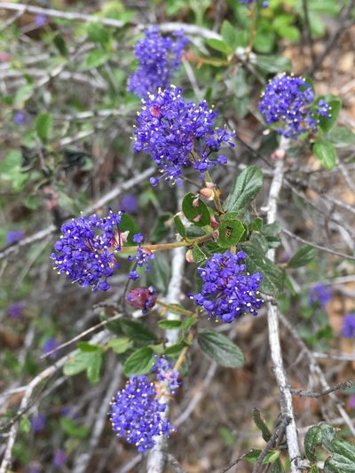 Ceanothus lemmonii, photographed by Matt Berger