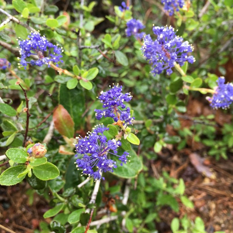 Ceanothus lemmonii, photographed by Matt Berger