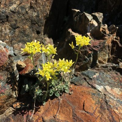 Draba howellii, photographed by Matt Berger