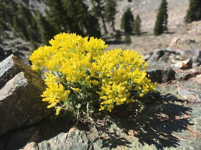 Draba howellii, photographed by Matt Berger