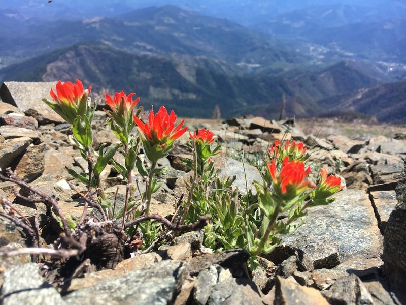 Castilleja brevilobata, photographed by Matt Berger