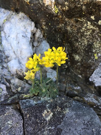 Draba howellii, photographed by Matt Berger