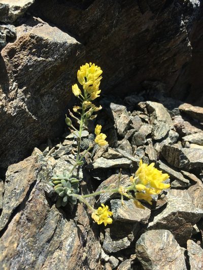Draba howellii, photographed by Matt Berger