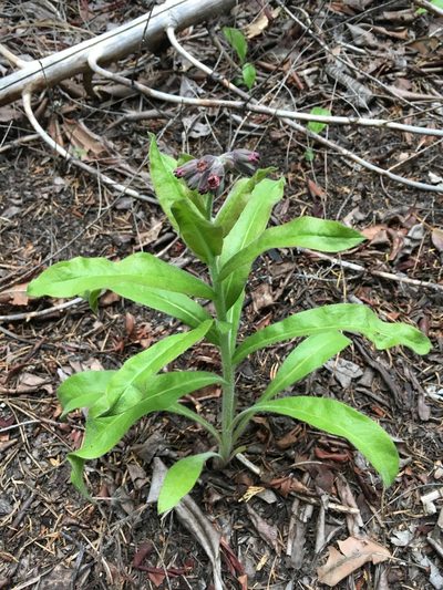 Andersonglossum occidentale, photographed by Matt Berger