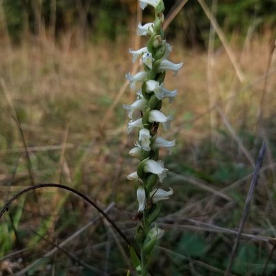 Spiranthes ochroleuca, photographed by Daniel McClosky