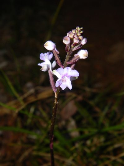 Cynorkis ridleyi, photographed by Louis Imbeau