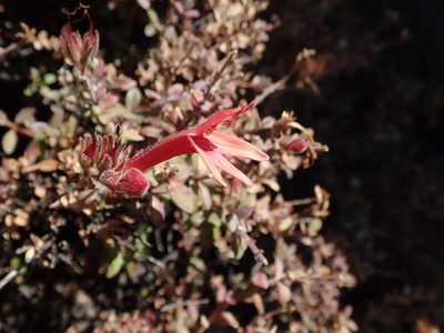Keckiella corymbosa, photographed by joergmlpts