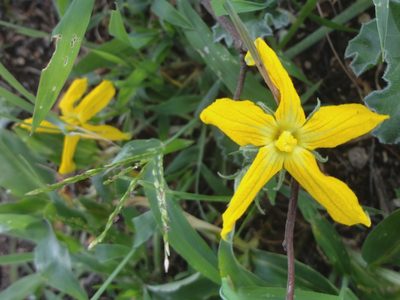 Apodanthera aspera, photographed by Juan Carlos Fonseca Mata