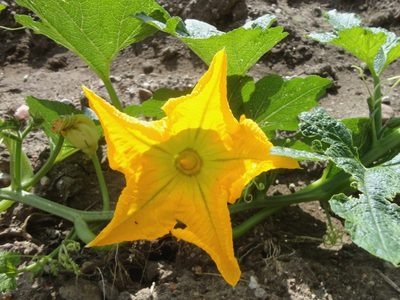 Cucurbita pepo, photographed by Juan Carlos Fonseca Mata