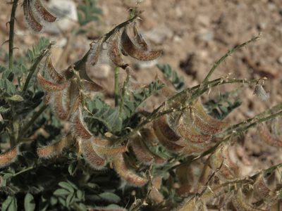 Astragalus malacus, photographed by Jim Morefield