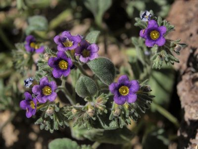 Phacelia gymnoclada, photographed by Jim Morefield