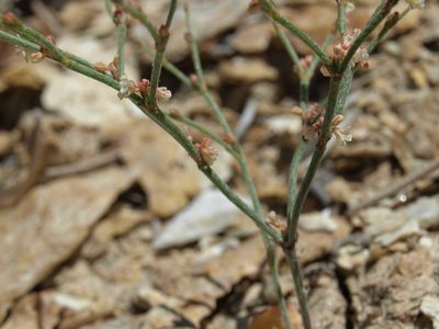Eriogonum palmerianum, photographed by Jim Morefield