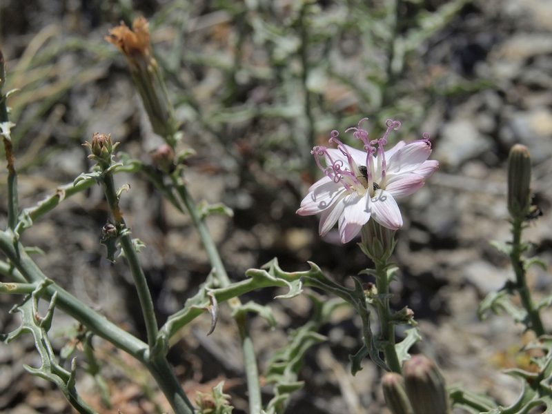 Stephanomeria parryi, photographed by Jim Morefield