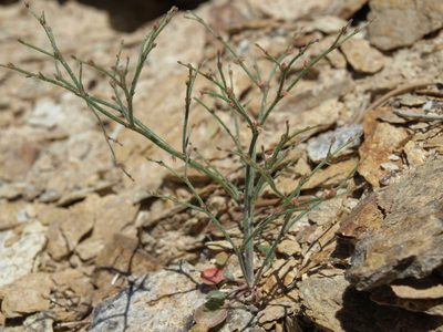 Eriogonum palmerianum, photographed by Jim Morefield