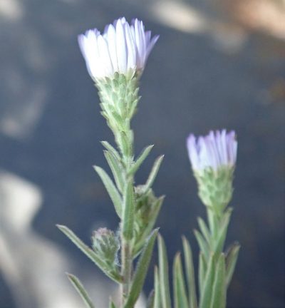 Symphyotrichum defoliatum, photographed by Millie Basden