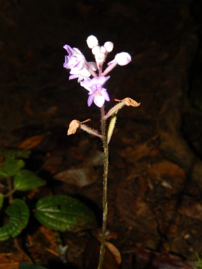 Cynorkis ridleyi, photographed by Louis Imbeau