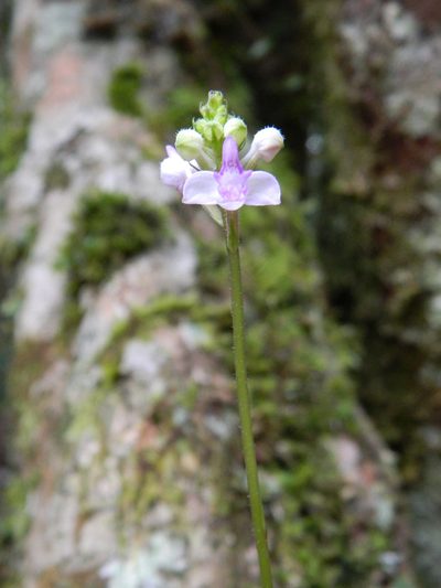 Cynorkis ridleyi, photographed by Louis Imbeau