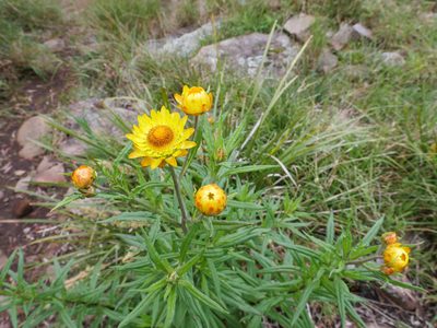 Xerochrysum bracteatum, photographed by Nathan Odgers