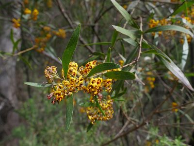 Daviesia mimosoides, photographed by Nathan Odgers