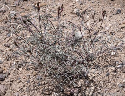 Astragalus casei, photographed by Tim Messick