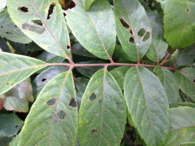 Meliosma pinnata, photographed by Ashwin Viswanathan