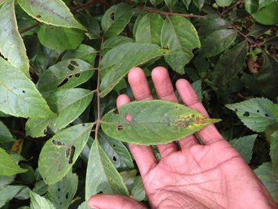 Meliosma pinnata, photographed by Ashwin Viswanathan