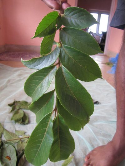 Meliosma pinnata, photographed by Ashwin Viswanathan