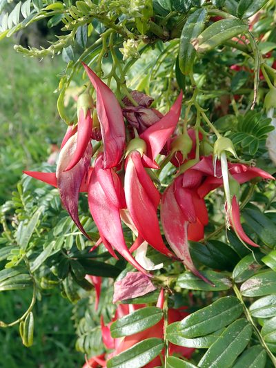 Clianthus magnificus, photographed by Peter de Lange