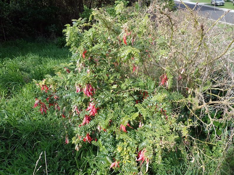 Clianthus magnificus, photographed by Peter de Lange