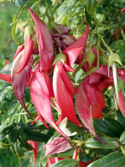 Clianthus magnificus, photographed by Peter de Lange