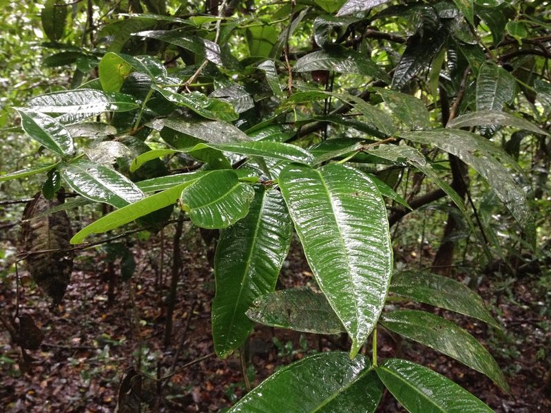 Syzygium munroi, photographed by Ashwin Viswanathan