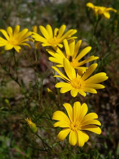 Steirodiscus tagetes, photographed by Jacques van der Merwe
