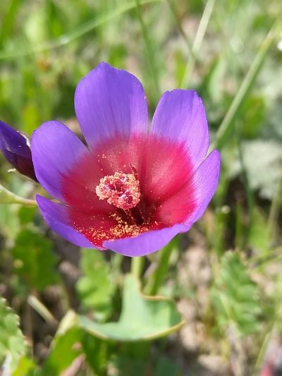 Geissorhiza eurystigma, photographed by Jacques van der Merwe