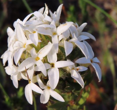 Gnidia ornata, photographed by linkie