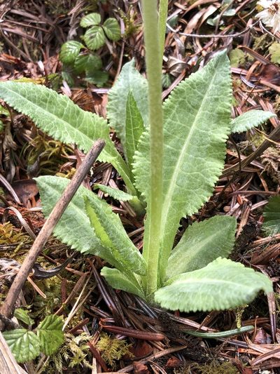 Primula griffithii, photographed by libby hepburn