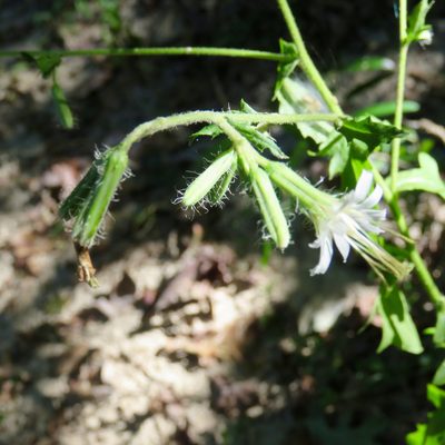 Nabalus barbatus, photographed by Laura Clark