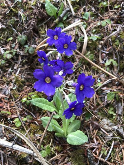 Primula griffithii, photographed by libby hepburn